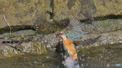 離水