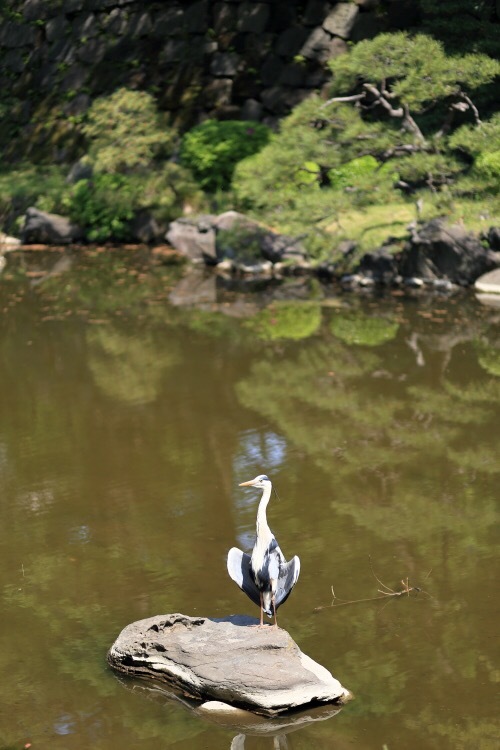 日比谷公園の野鳥