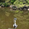 日比谷公園の野鳥