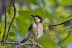 シジュウカラ幼鳥