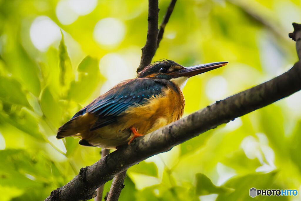 カワセミ幼鳥でしょうか