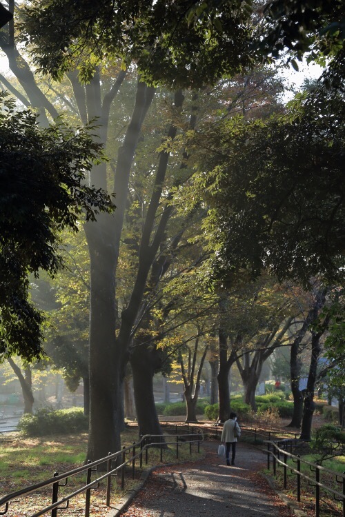朝靄の駒沢公園