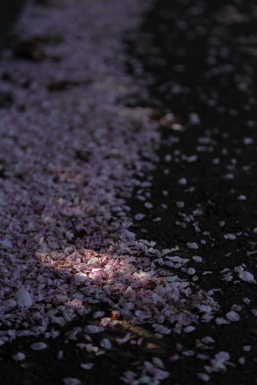 落ち花
