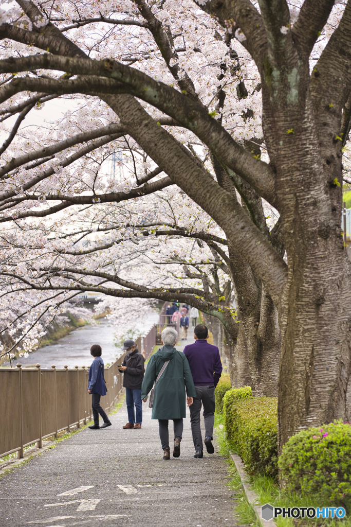 恩田川の桜