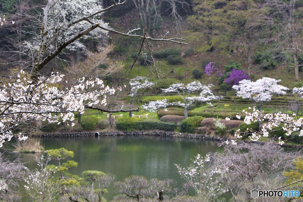 冬鳥が去った公園の春