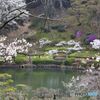 冬鳥が去った公園の春