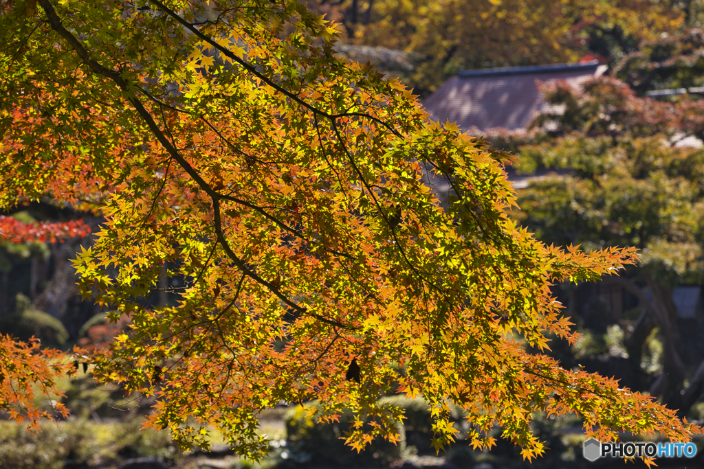 紅葉の色付もあと一歩