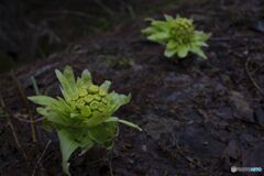 何やらおいしそうな植物