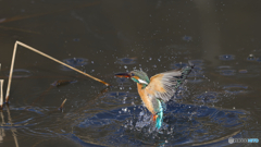 離水