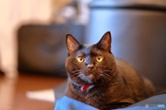 クロちゃん(・ω・)