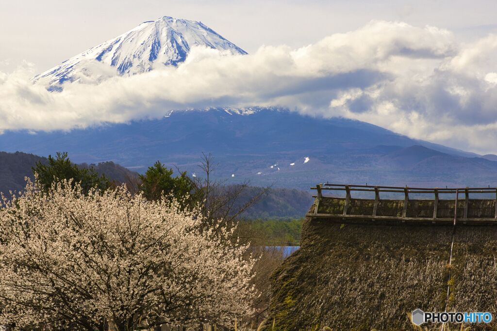 桜がまだ咲き始め山梨県