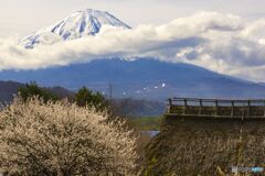 桜がまだ咲き始め山梨県