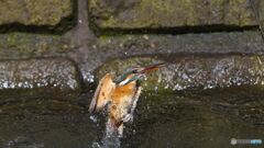 カワセミ三昧