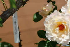 花を撮らないで下さい