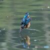親父カワセミのダイブ