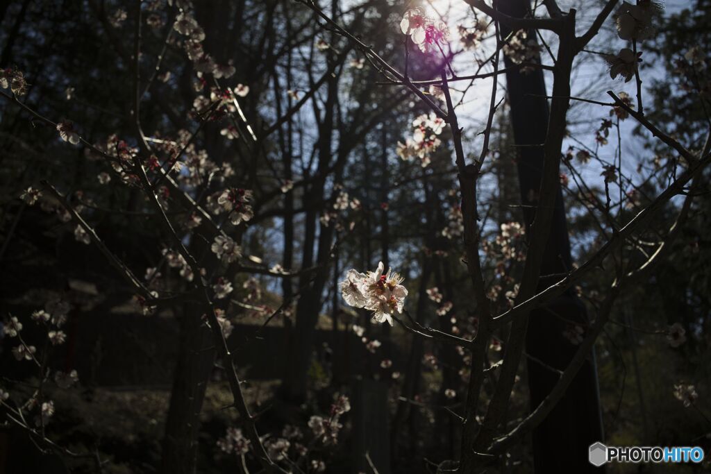 やっと見つけた桜の花