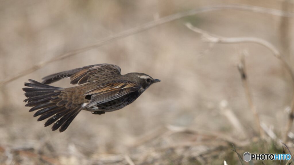 以外にもかっこいい