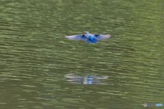 飛び込まないカワセミ