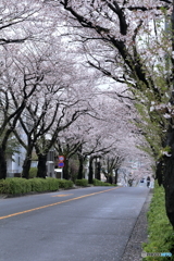 桜のトンネル