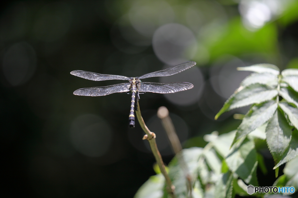 後姿では締まらない