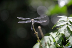 後姿では締まらない