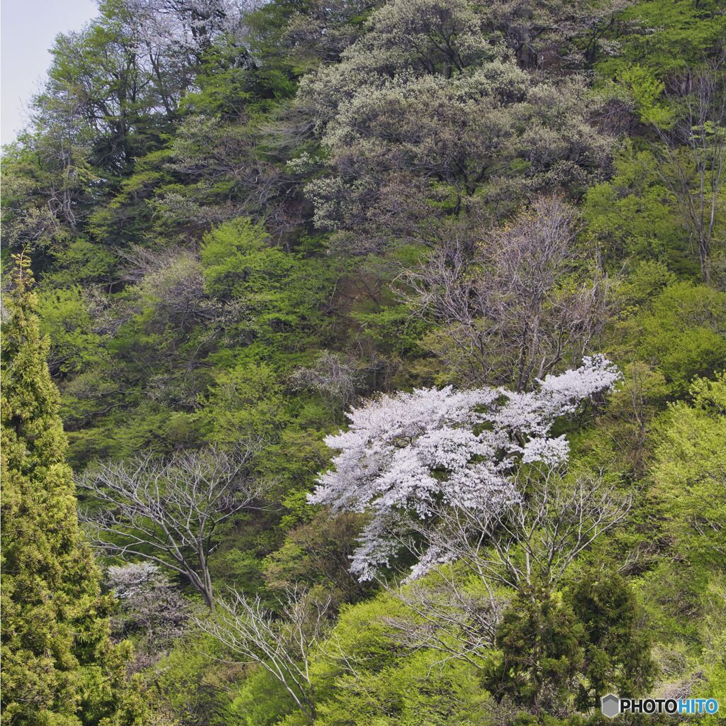 山桜