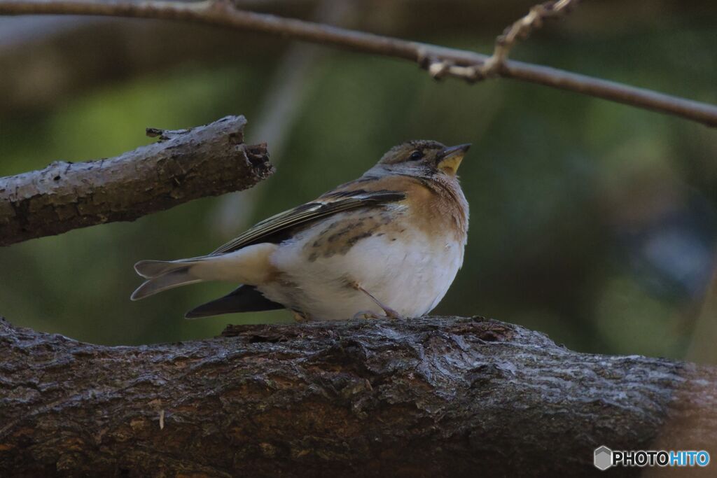 この鳥はアトリで合っとりますか？