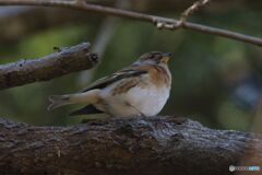 この鳥はアトリで合っとりますか？