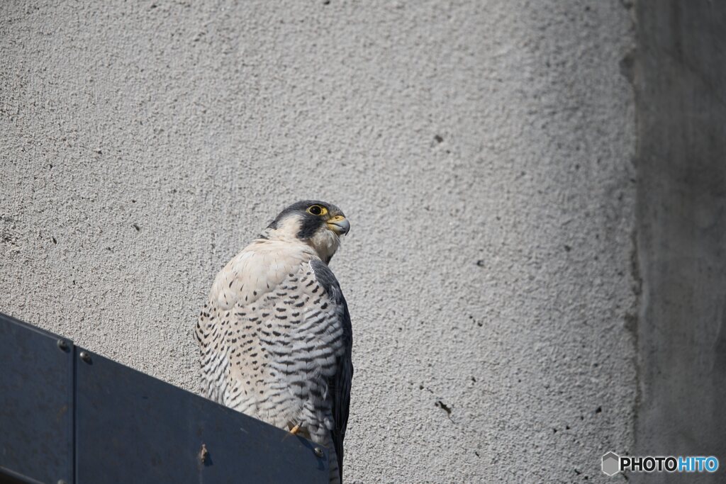 言われてみればインコっぽい