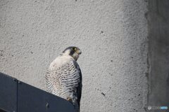 言われてみればインコっぽい