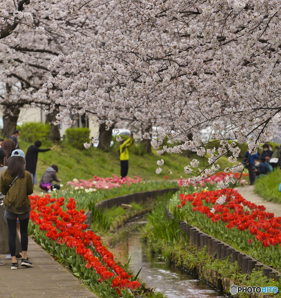 桜とチューリップ