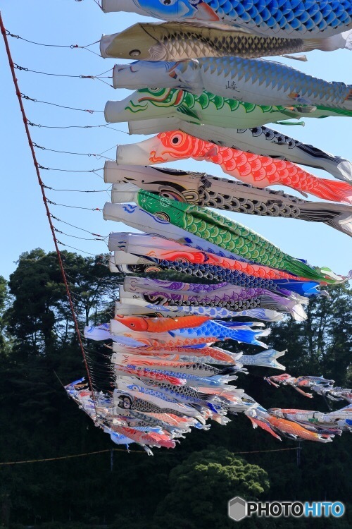 相模川の鯉のぼり祭り