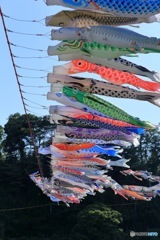 相模川の鯉のぼり祭り