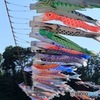 相模川の鯉のぼり祭り