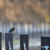 自宅近くの川は決して綺麗ではないけど野鳥がたくさん