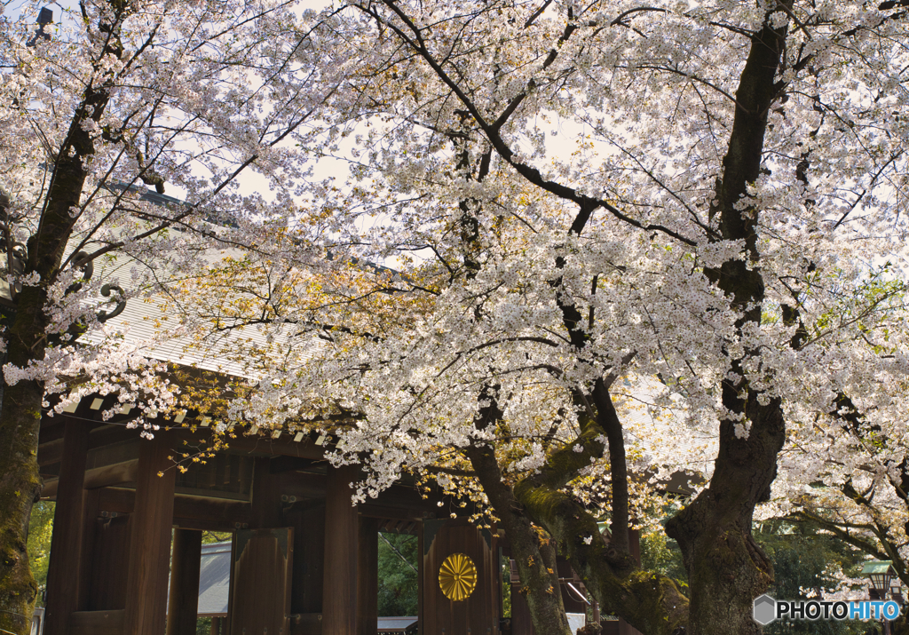 靖国神社の桜