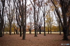 小金井公園