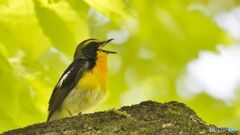 夏鳥のさえずり♪