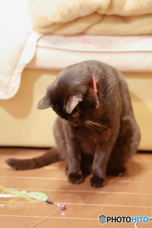 ん？(・ω・)