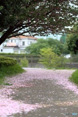 町田市境川サイクリングロードの桜