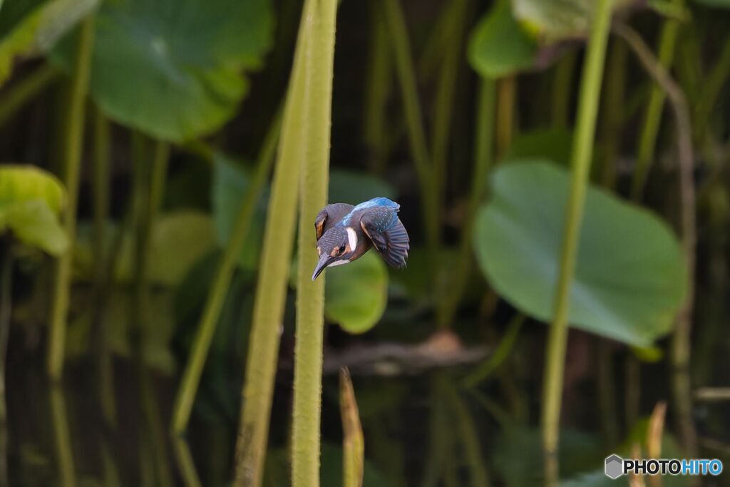 カワセミ