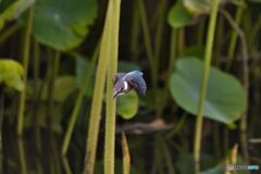カワセミ