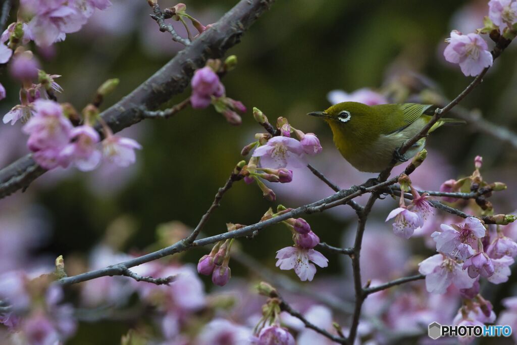 梅ジローかと思ったら河津桜にメジロ