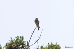 遠くにチョウゲンボウ