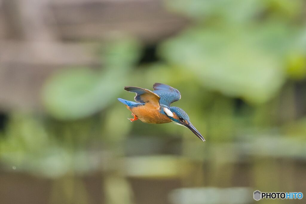 飛翔写真の打率が上がりました。