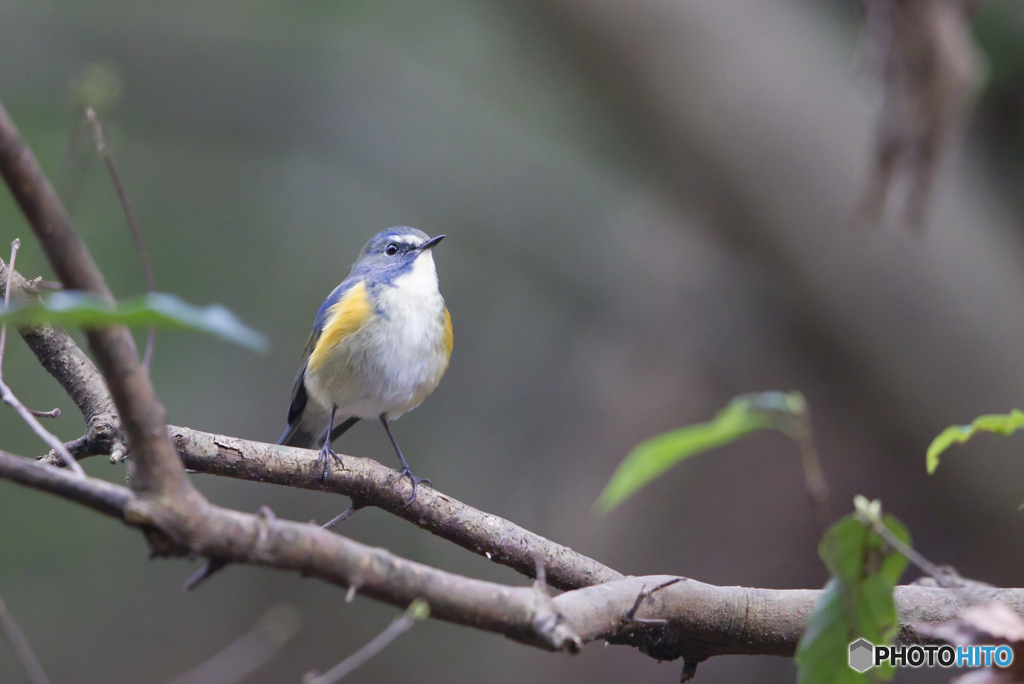 今季初ルリビタキ