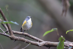 今季初ルリビタキ