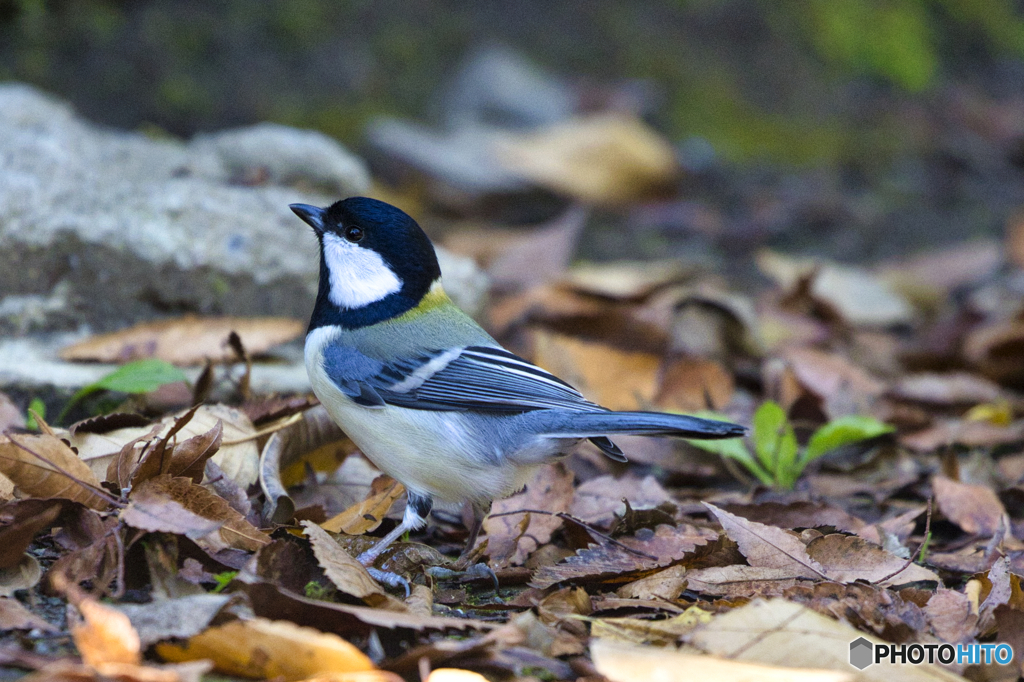 シジュウカラ