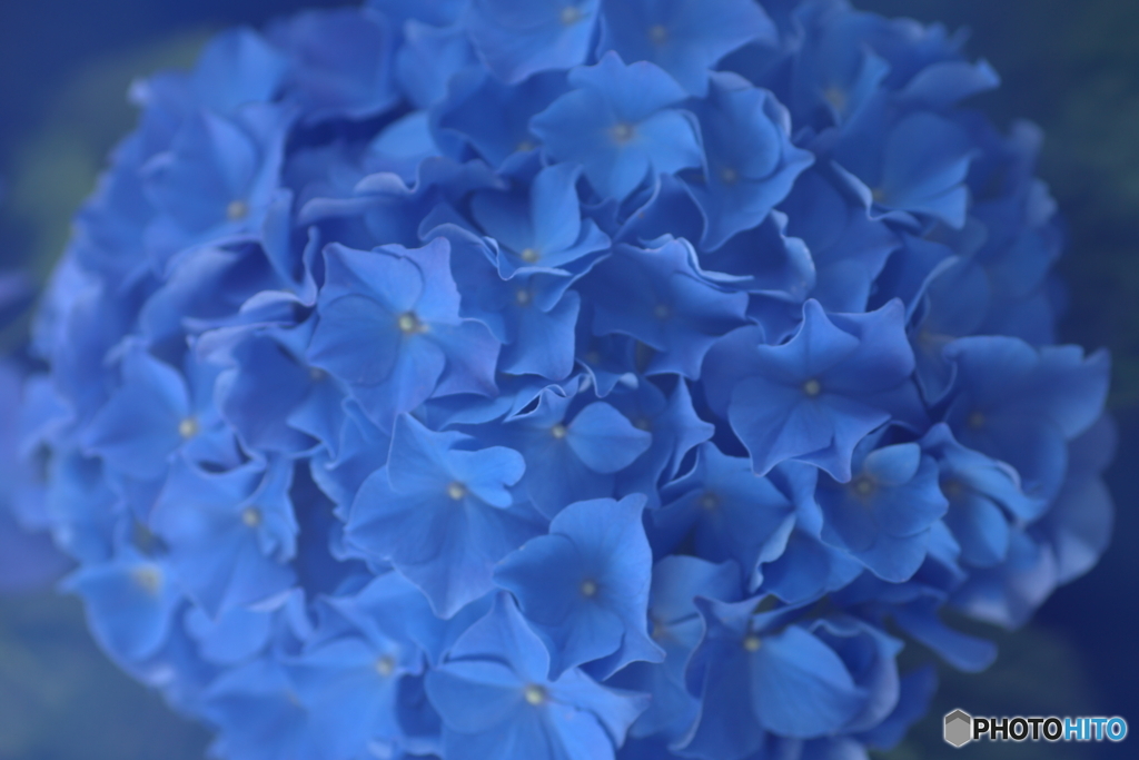 紫陽花