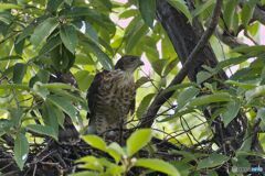 ツミ幼鳥